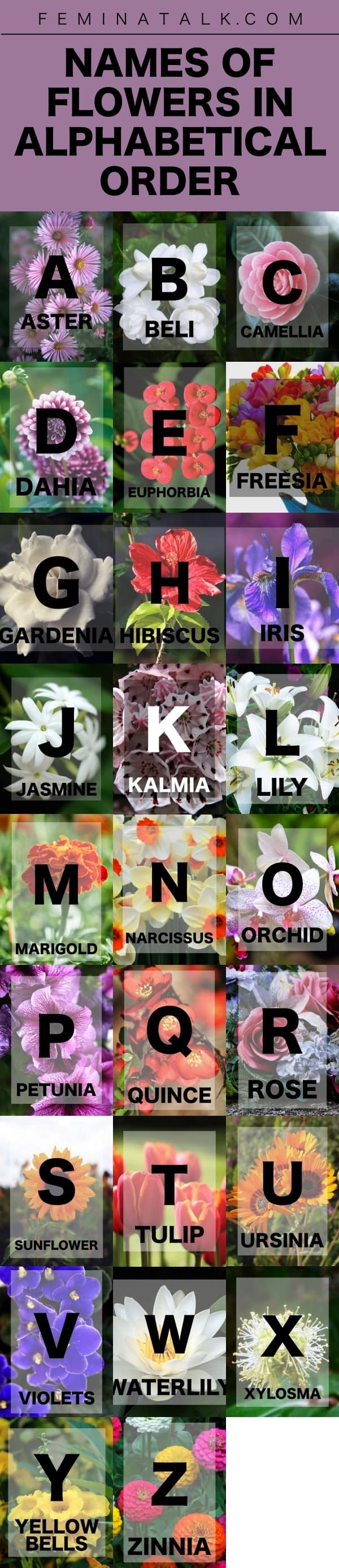 26 Names Of Flowers In Alphabetical Order To Teach Your Kiddo