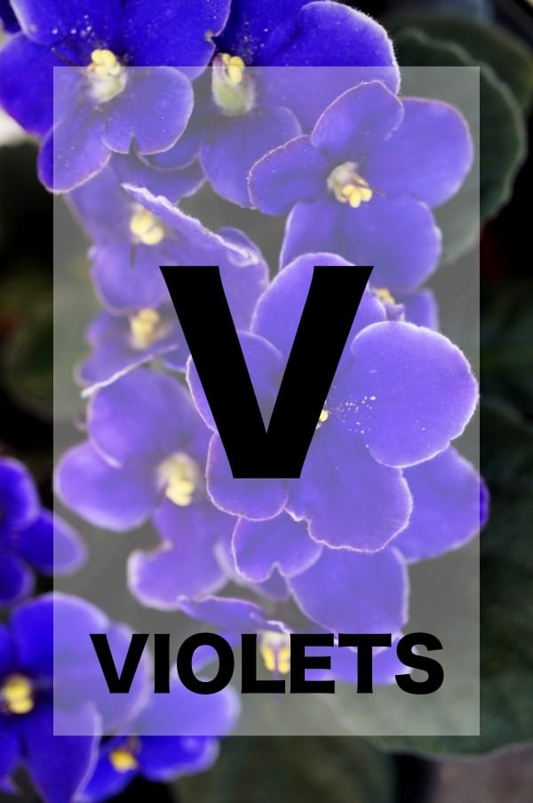 26 Names of Flowers in Alphabetical Order to Teach your Kiddo