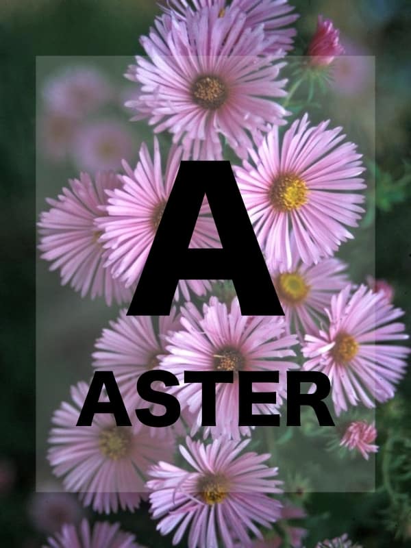 Names of Flowers in Alphabetical Order