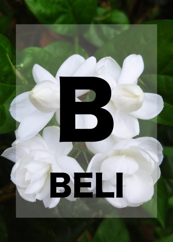 Names of Flowers in Alphabetical Order