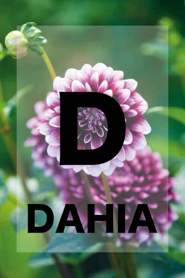 26 Names Of Flowers In Alphabetical Order To Teach Your Kiddo