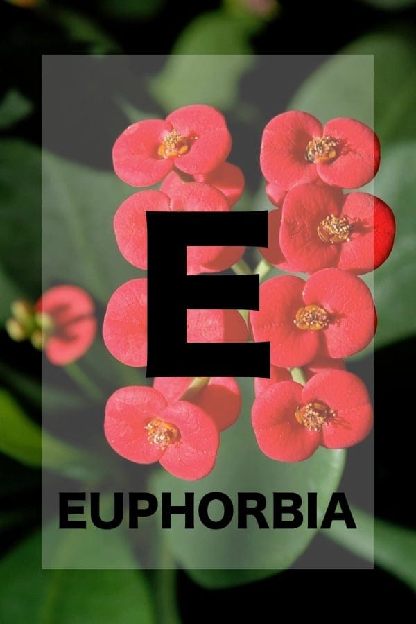 26 Names of Flowers in Alphabetical Order to Teach your Kiddo