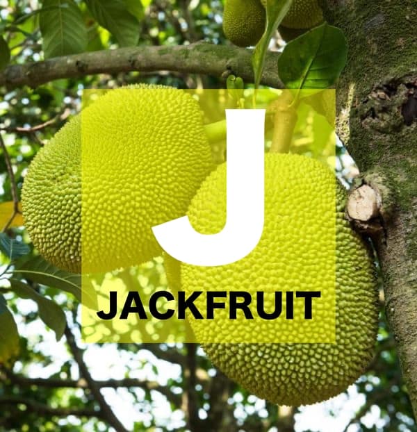 List of Fruits Names starts with J