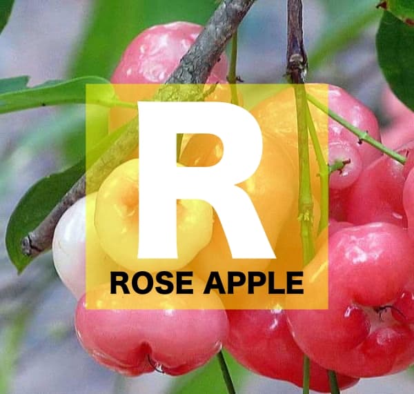 List of Fruits Names starts with R